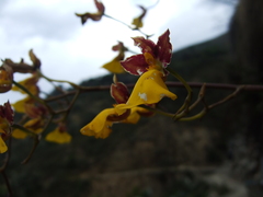 Cyrtochilum aureum