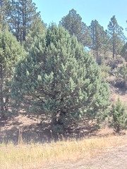 Juniperus occidentalis