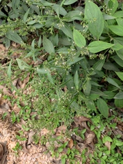 Oldenlandia matthewii