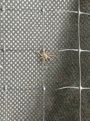 Lycosidae
