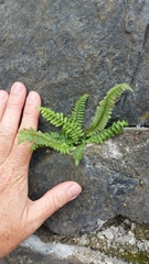 Asplenium platyneuron