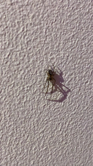 Zygiella x-notata