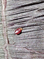 Acariformes
