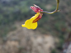 Cyrtochilum aureum