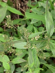 Oldenlandia matthewii