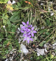Gentianella germanica