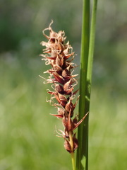 Carex pellita
