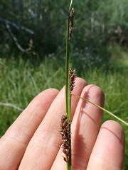 Carex pellita