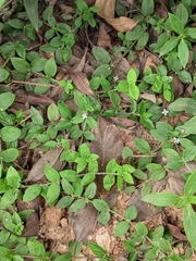 Exallage chrysotricha