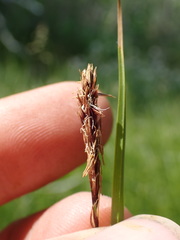 Carex pellita
