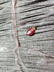 Acariformes