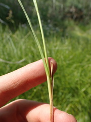 Carex pellita