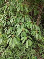 Elaeocarpus japonicus