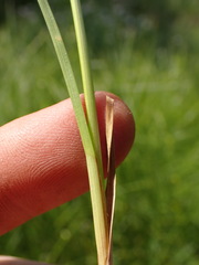 Carex pellita