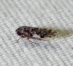Xestocephalus tessellatus