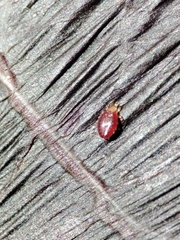 Acariformes