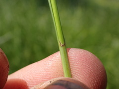 Carex pellita