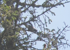 Nucifraga caryocatactes