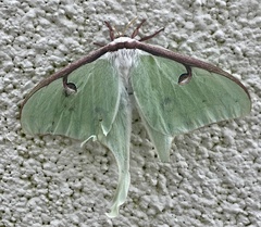 Actias luna