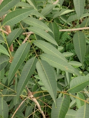 Anacardiaceae