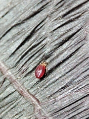 Acariformes