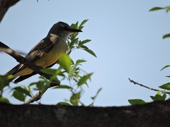 Tyrannus melancholicus