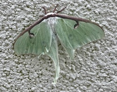 Actias luna
