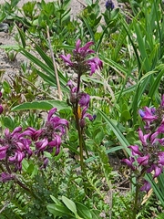 Pedicularis ornithorhynchos