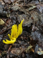 Clavulinopsis