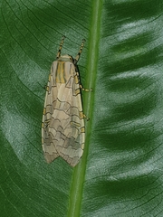 Halysidota