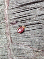 Acariformes