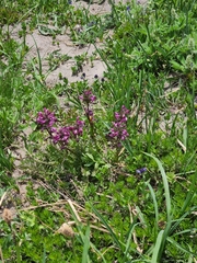 Pedicularis ornithorhynchos