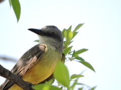 Tyrannus melancholicus