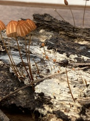 Marasmius siccus