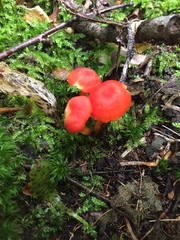 Hygrocybe miniata