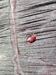 Acariformes