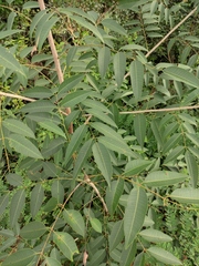 Anacardiaceae
