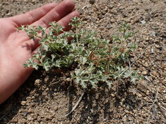 Lomatium rigidum