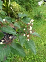 Cornus racemosa