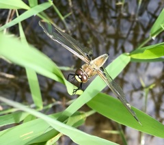 Libellula quadrimaculata