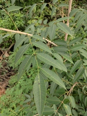 Anacardiaceae