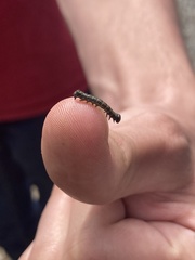 Phryganidia californica