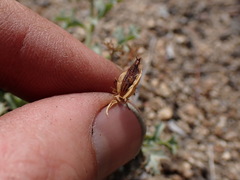 Lomatium rigidum