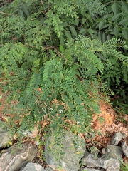 Albizia kalkora