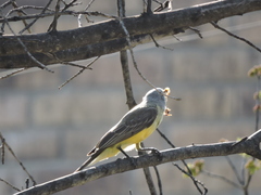 Tyrannus melancholicus