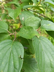 Cornus racemosa