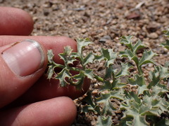 Lomatium rigidum