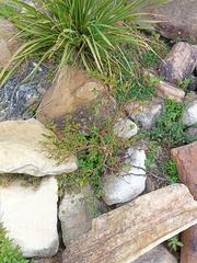 Wikstroemia indica