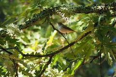 Phylloscopus bonelli