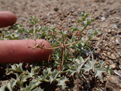 Lomatium rigidum